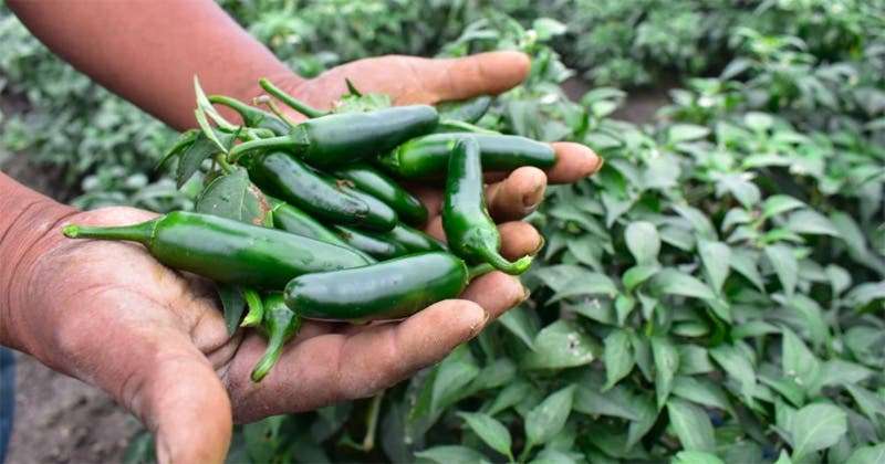 Buscan millonaria inversión para reforzar producción de chile verde en región de NCG