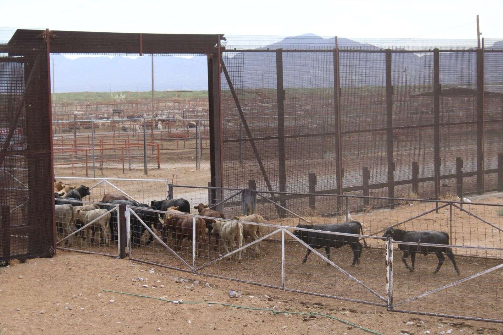 Refuerza estado vigilancia por gusano barrenador